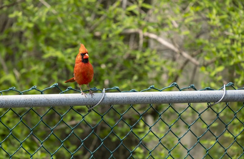 Chicken Wire Fence Installation