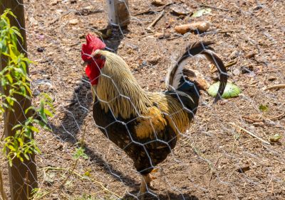 Chicken Wire Fences Are Extremely Durable and Versatile!