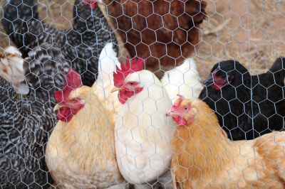 Chicken Wire Fences Are Great For Chickens and Other Small Animas!