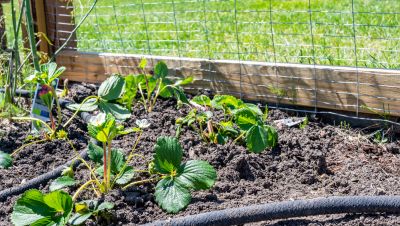 Chicken Wire Fences Are Great For Protecting Your Garden From Wild Animals!