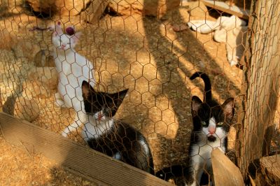 Chicken Wire Fences Offer Great Visibility and Cost Effective Protection!